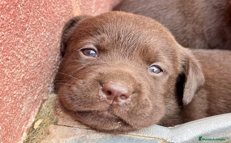 Labrador Retriever perros - Propaganda 2