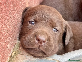 Labrador Retriever perros - Anuncio 26