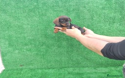 Teckel Miniatura perros en venta: TECKEL MINIATURA & KANINCHEN  - Imagen 2