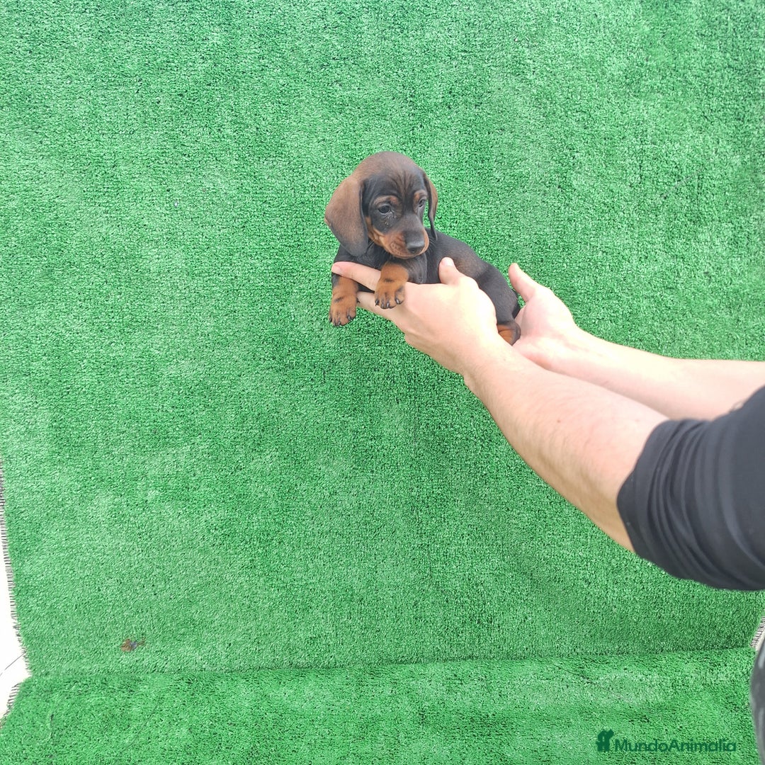 Teckel Miniatura perros en venta: TECKEL MINIATURA & KANINCHEN  - Imagen 2