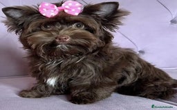 Yorkshire Terrier perros en venta: Hembras Yorkshire Chocolate  - Imagen 2