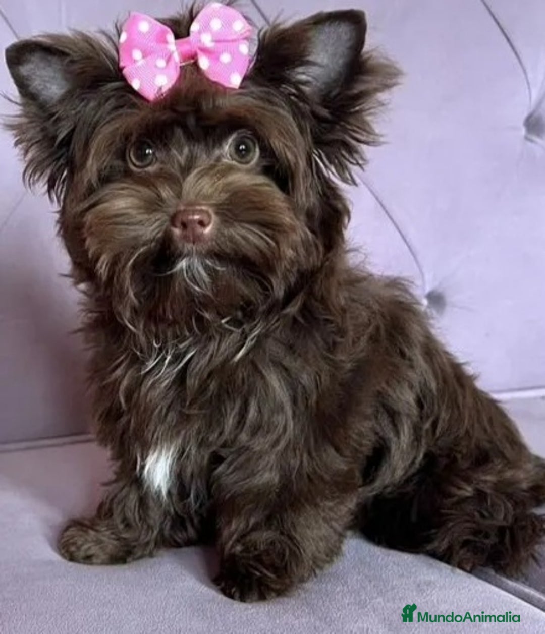 Yorkshire Terrier perros en venta: Hembras Yorkshire Chocolate  - Imagen 2