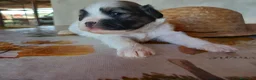Otras razas perros en venta: Cachorros Crestado chino con pelo. - Anuncio 2