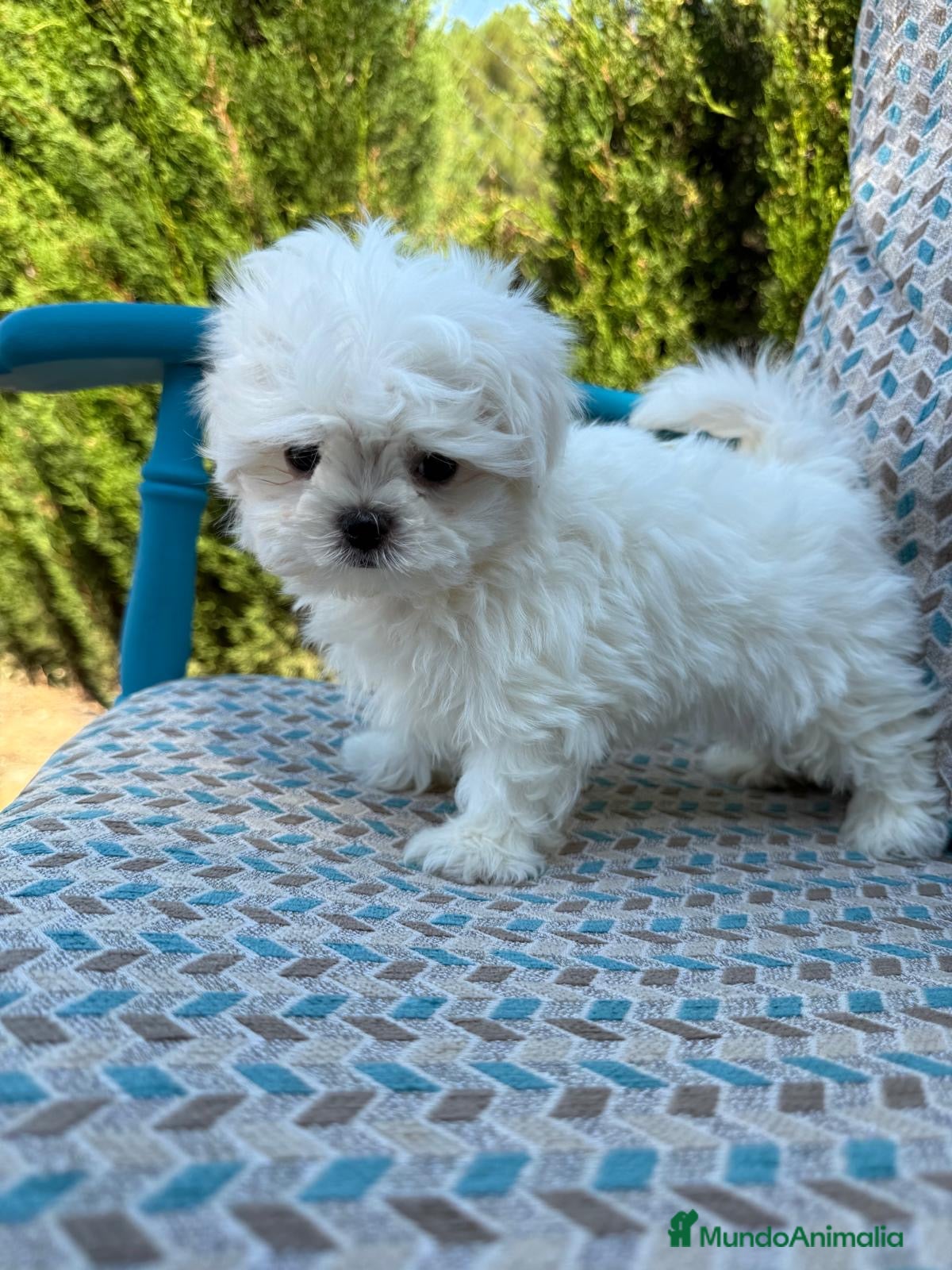 Bichón Maltés perros Bichon maltés líneas coreanas  - Anuncio 2