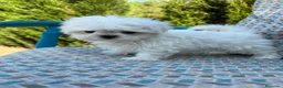 Bichón Maltés perros en venta: Bichon maltés líneas coreanas  - Anuncio 1