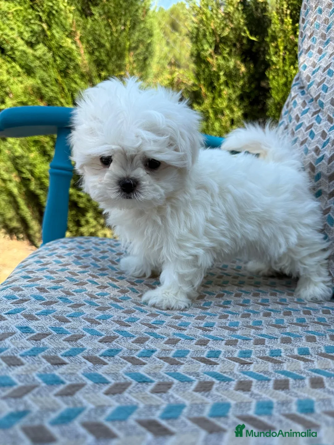 Bichón Maltés perros en venta: Bichon maltés líneas coreanas  - Anuncio 1