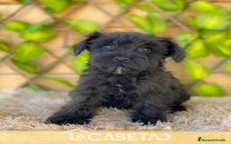 Schnauzer Miniatura perros en venta: Camada de Romie - Imagen 5