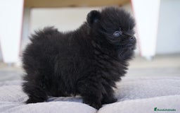 Pomerania perros en venta: 🐾🎨 Color, ternura y Pomeranias únicos 🧡 - Imagen 2