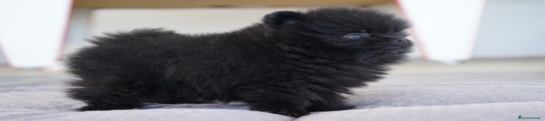 SALMA