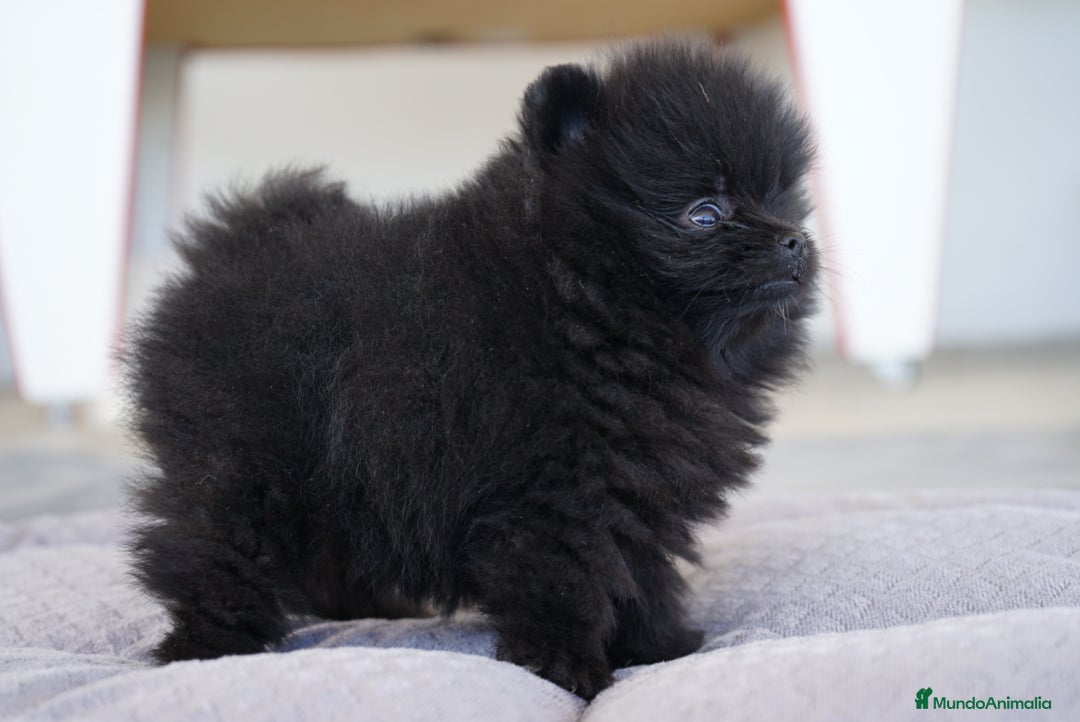 Pomerania perros en venta: 🐾🎨 Color, ternura y Pomeranias únicos 🧡 - Imagen 2