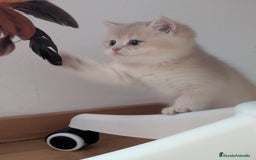Británico de Pelo Corto gatos en venta: Gatitos British golden de pelo corto - Imagen 9