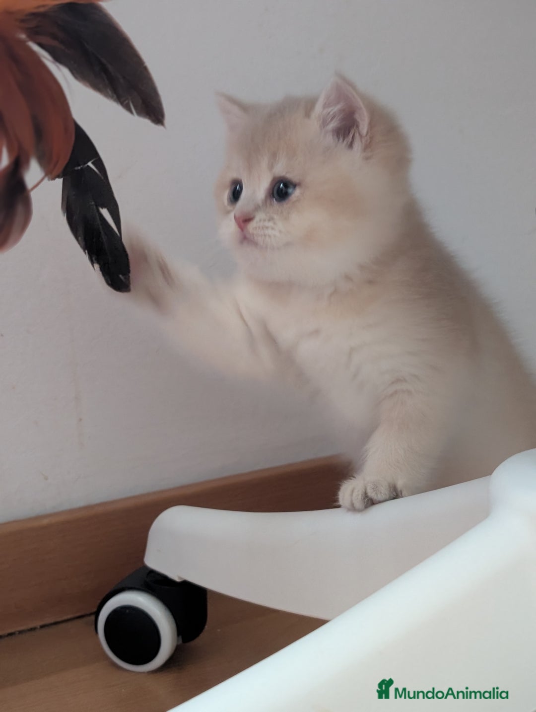 Británico de Pelo Corto gatos en venta: Gatitos British golden de pelo corto - Imagen 9