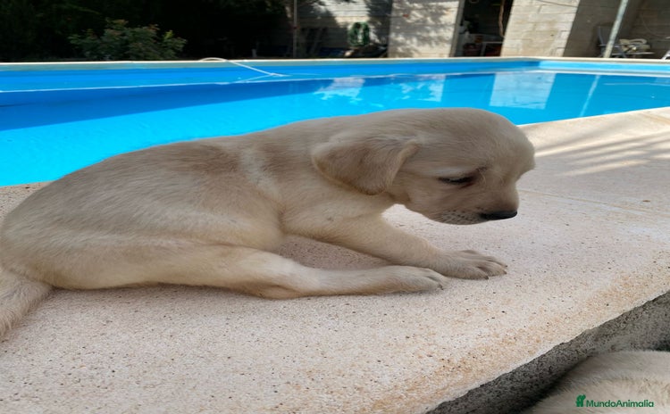 Labrador Retriever perros - Anuncio 1