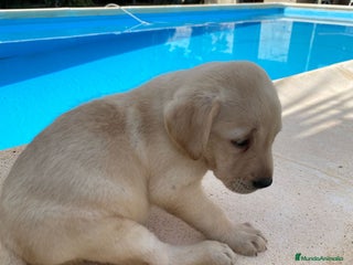 Labrador Retriever perros - Anuncio 3