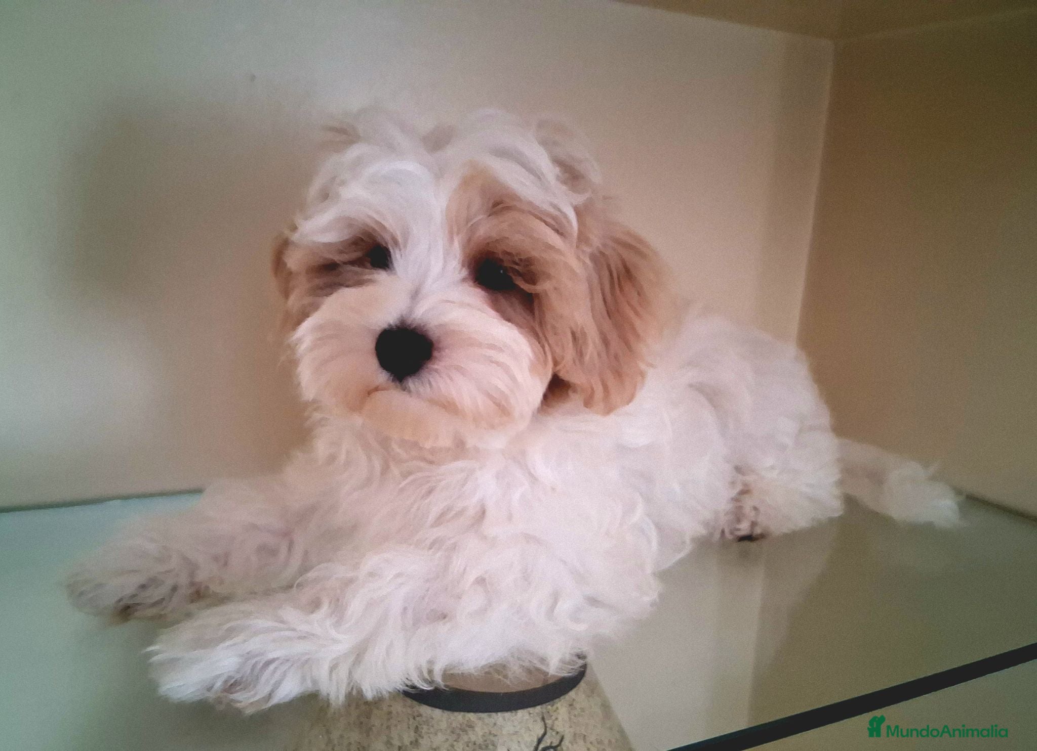 Maltipoo perros Matipoo Macho - Anuncio 2