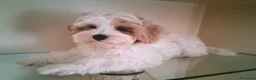 Maltipoo perros en venta: Matipoo Macho - Anuncio 2