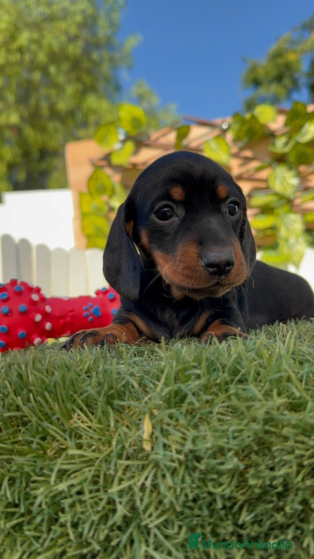 Teckel Miniatura perros en venta: TECKEL MINIATURA  - Imagen 12