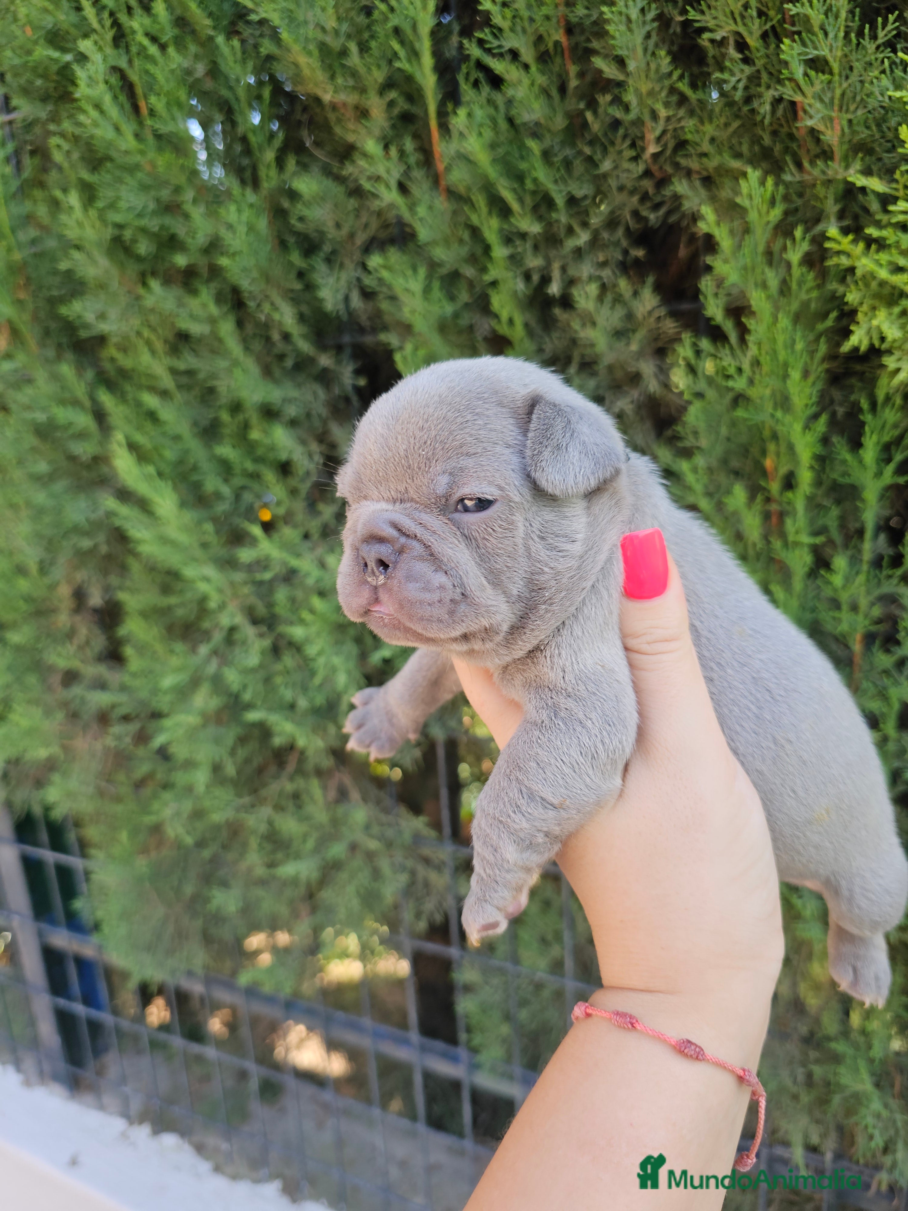 Bulldog Francés perros Bulldog francés blue y lilac - Anuncio 15