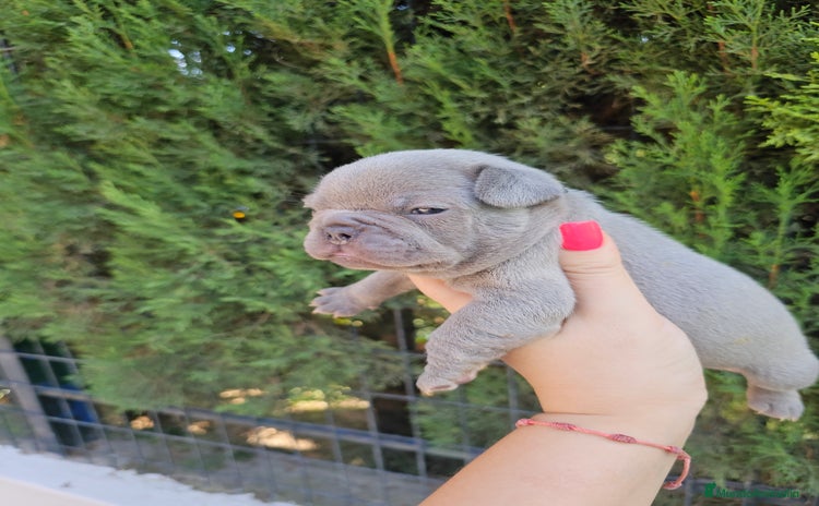 Bulldog Francés perros - Anuncio 12