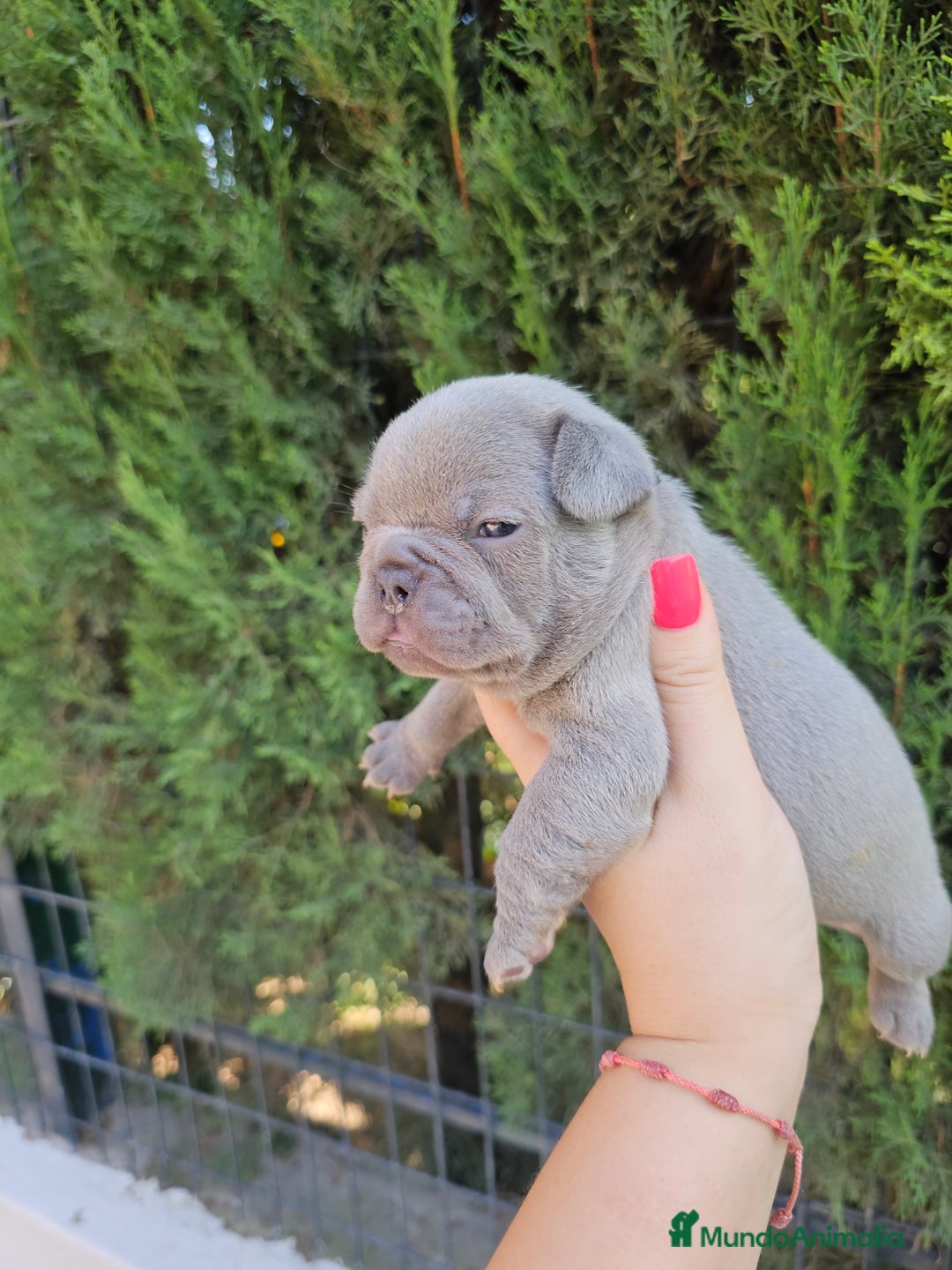 Bulldog Francés perros en venta: Bulldog francés blue y lilac - Imagen 1