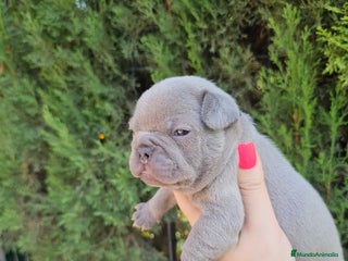 Bulldog Francés perros - Anuncio 9
