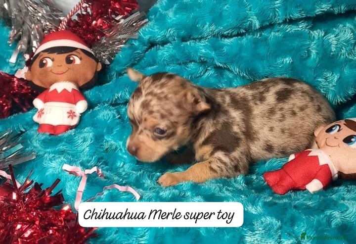 Chihuahua perros Preciosa chihuahua super toy Merle ojos azules  - Anuncio 2