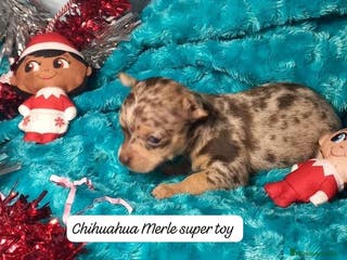 Chihuahua perros Preciosa chihuahua super toy Merle ojos azules - Anuncio 36