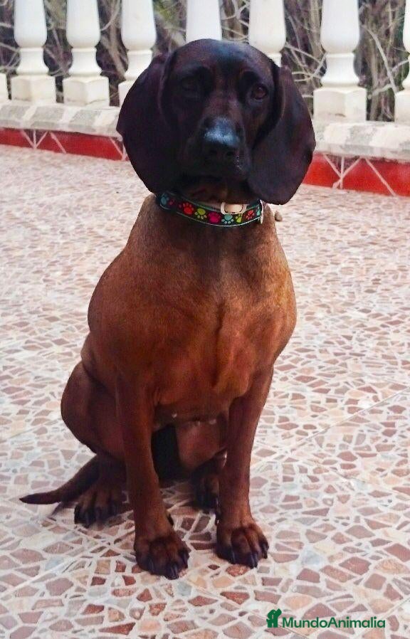 Sabueso de Sangre de Baviera perros SABUESO DE SANGRE BAVIERA - EXCELENTES EJEMPLARES. - Anuncio 2