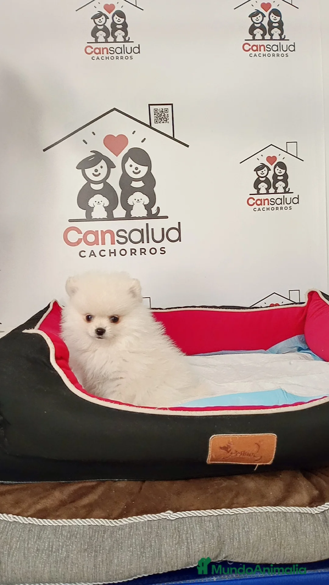 Pomerania perros en venta: Pomerania - Anuncio 2