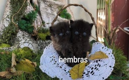 Persa gatos en venta: Gatitos persas  - Imagen 4