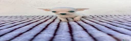 Chihuahua perros en venta: Chihuahua - Anuncio 3