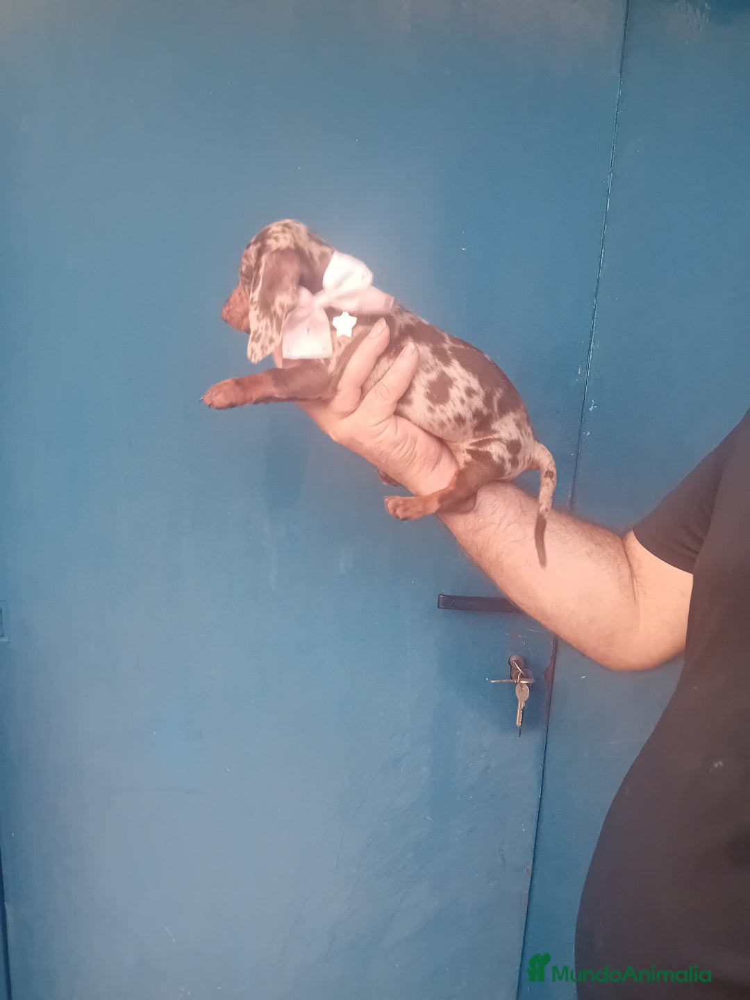 Teckel Miniatura perros en venta: Teckel canichen 💎 arlequín lilac y chocolate 🌈🍫 - Imagen 5