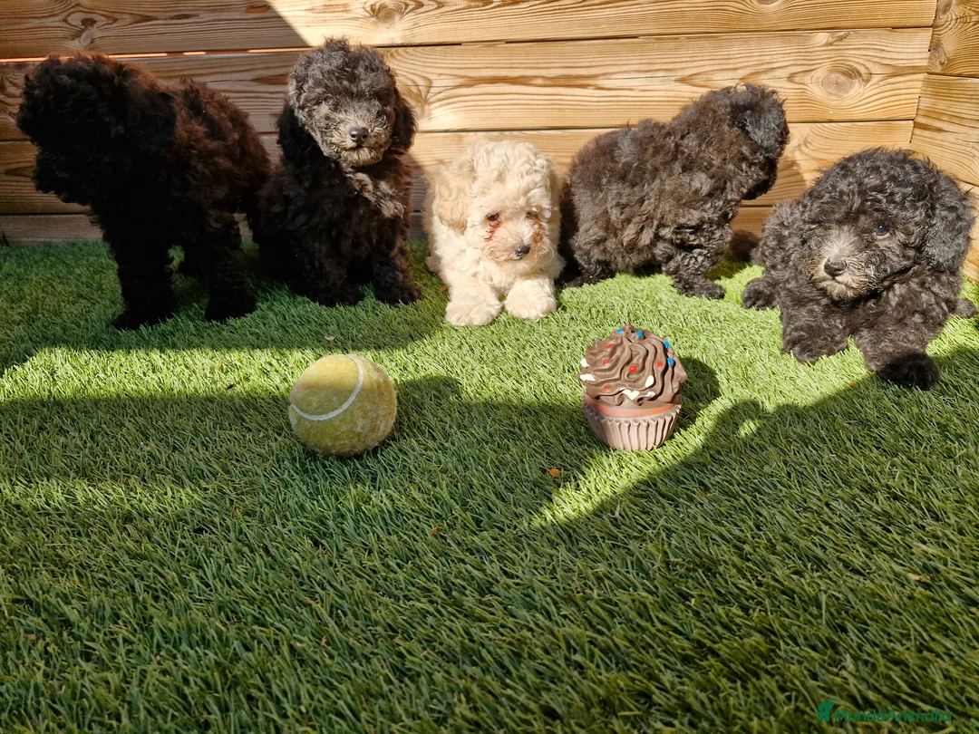 Caniche Toy perros en venta: CANICHES  en Barcelona - Anuncio 3