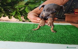 Ratón de Praga perros en venta: Raton de praga - Imagen 10