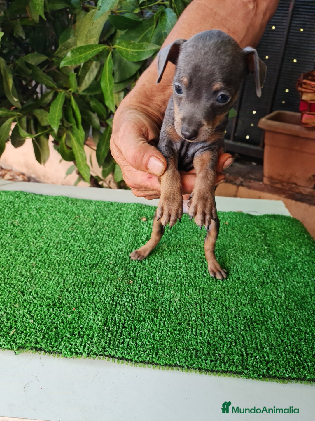 Ratón de Praga perros en venta: Raton de praga - Imagen 10