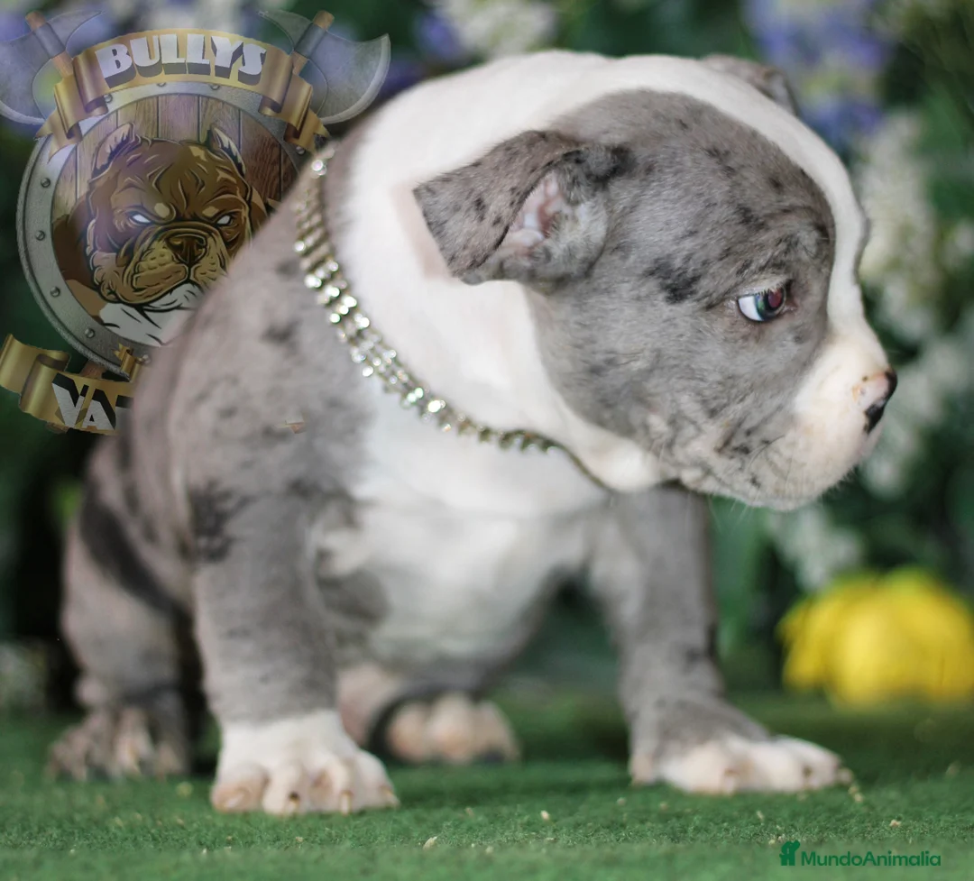 American Bully perros en venta: AMERICAN BULLY CRIA PROFESIONAL en Sevilla - Anuncio 2