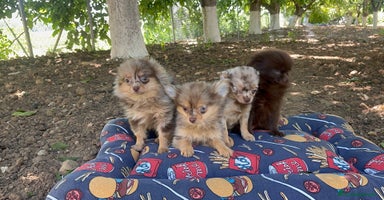 Pomchi perros - Propaganda 5