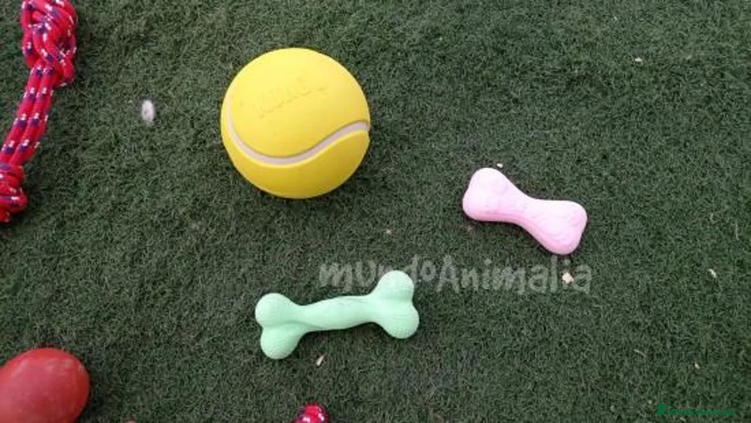 Imagen de galería {{count}}