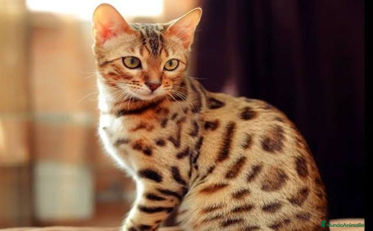 Bengalí gatos - Anuncio 1