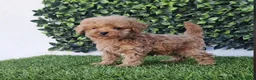 Raza Mixta perros en venta: Caniches  - Anuncio 9
