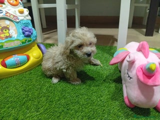 Maltipoo perros Maltipoo - Anuncio 1