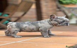 Bulldog Francés perros en venta: BULLDOG FRANCES MACHO MERLE TRILILAC  - Imagen 3
