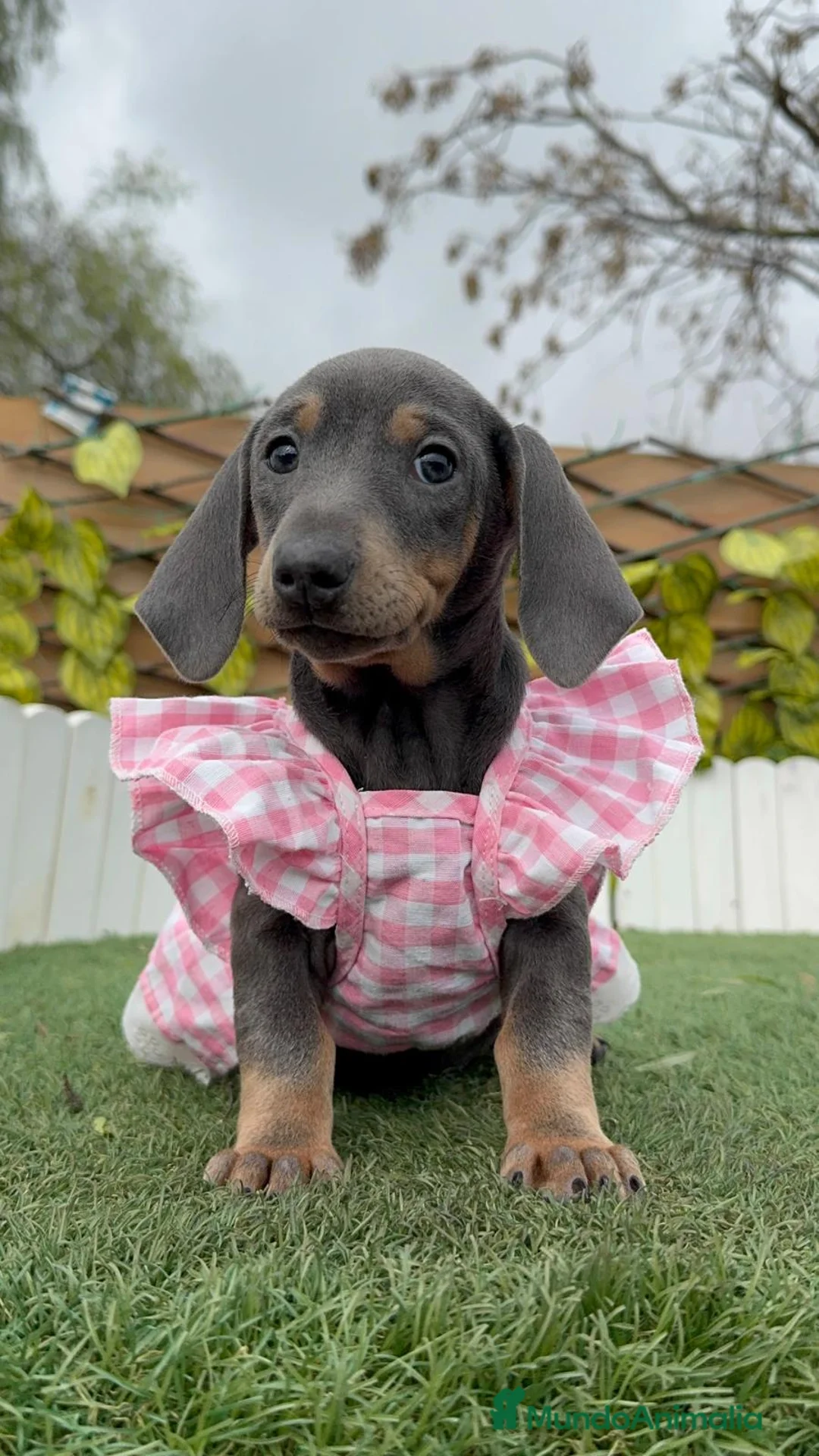 Teckel Miniatura perros en venta: TECKEL MINIATURA - Anuncio 12