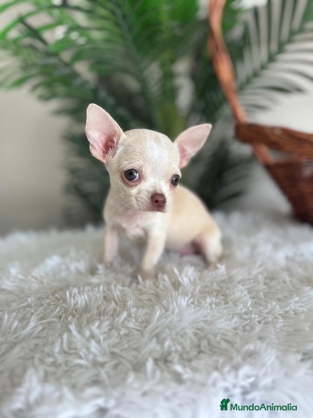 Chihuahua perros en venta: CHIHUAHUA HEMBRA - Imagen 11