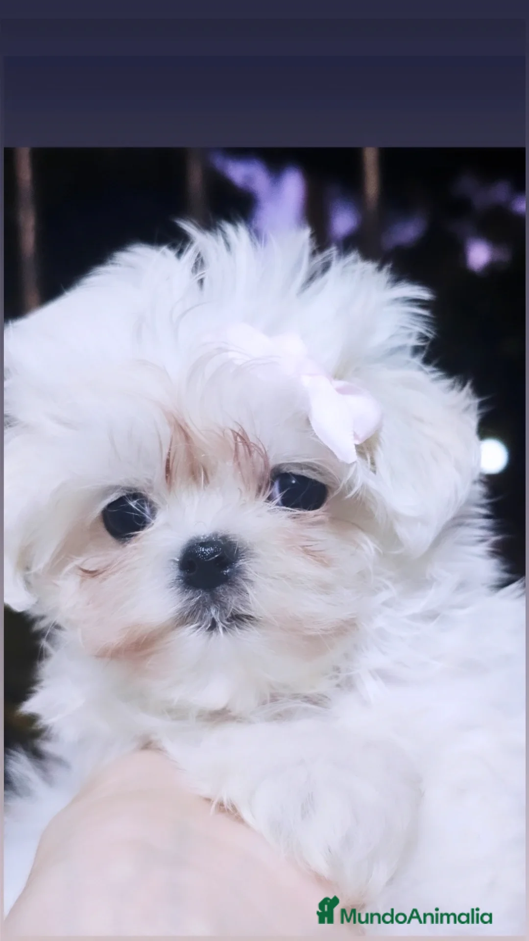 Bichón Maltés perros en venta: BICHON MALTES COREANO MINIATURA  - Anuncio 2