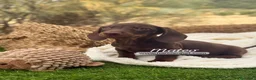 Teckel Miniatura perros en venta: TECKEL MACHO - Anuncio 3