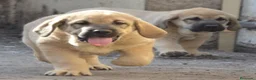 Mastín Español perros en venta: Mastín español - Anuncio 4