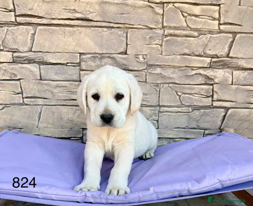 Labrador Retriever perros en venta: LABRADOR🐾 - Anuncio 5