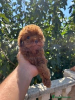 Caniche Toy perros - Anuncio 13