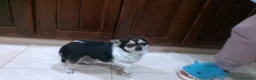 Chihuahua perros en venta: Chihuhua toy en Sevilla - Anuncio 7